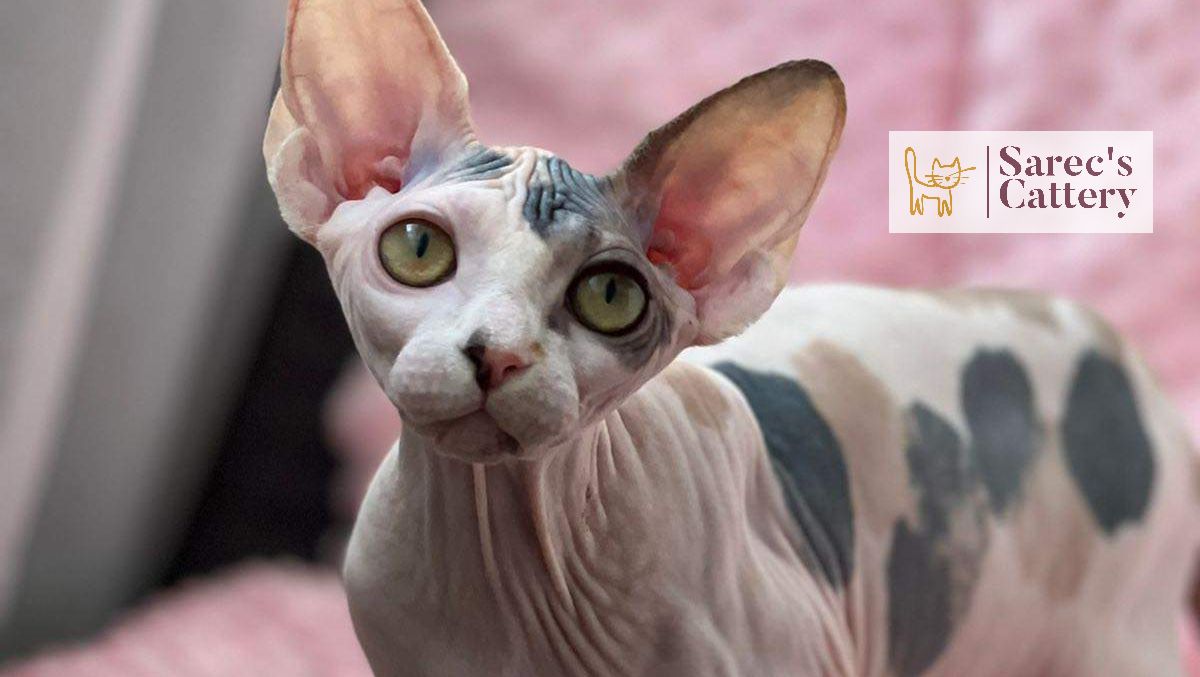 Female Kinkalow kitten sitting