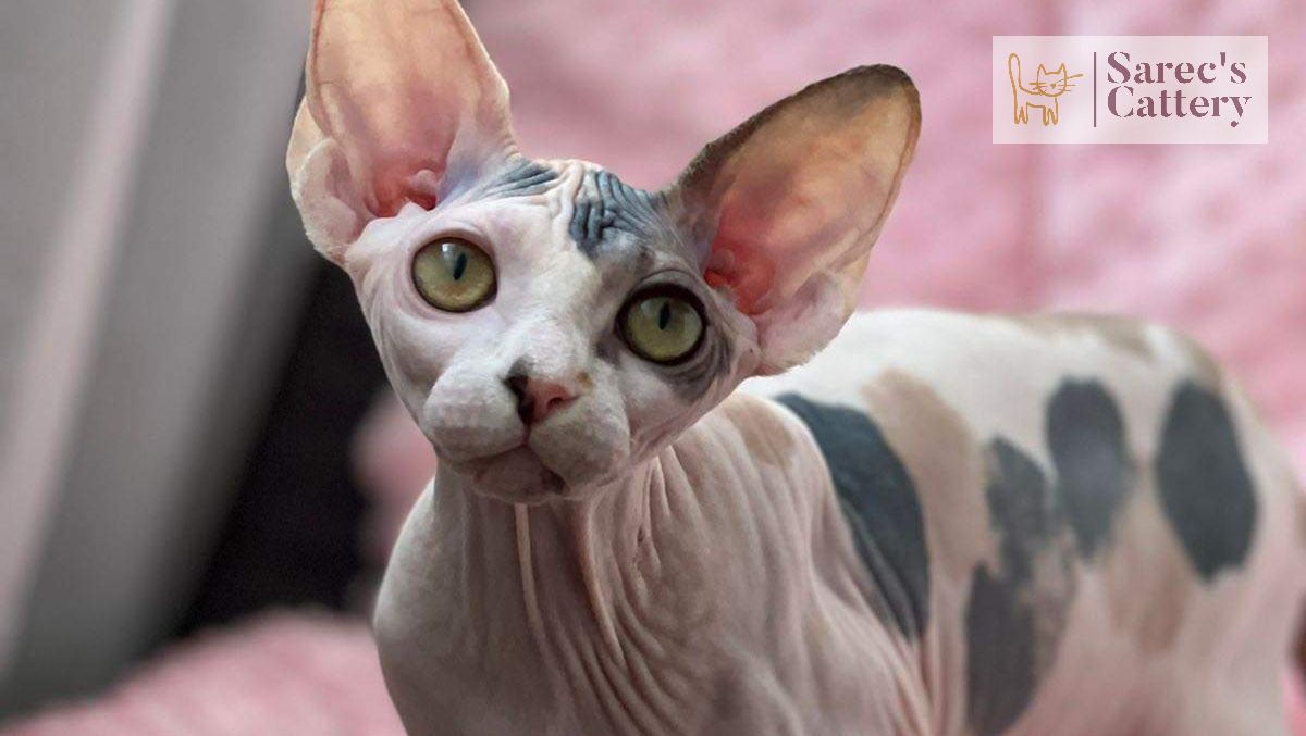 Female Queen Sphynx Cat with beautiful spots