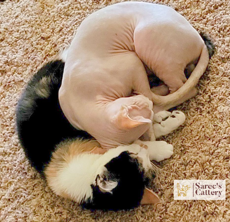 Sphynx and calico cats snuggled together sleeping