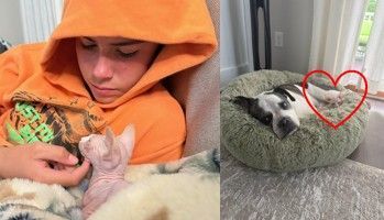 Snuggling Sphynx