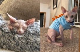 Kitten sleeping in dinosaur pjs