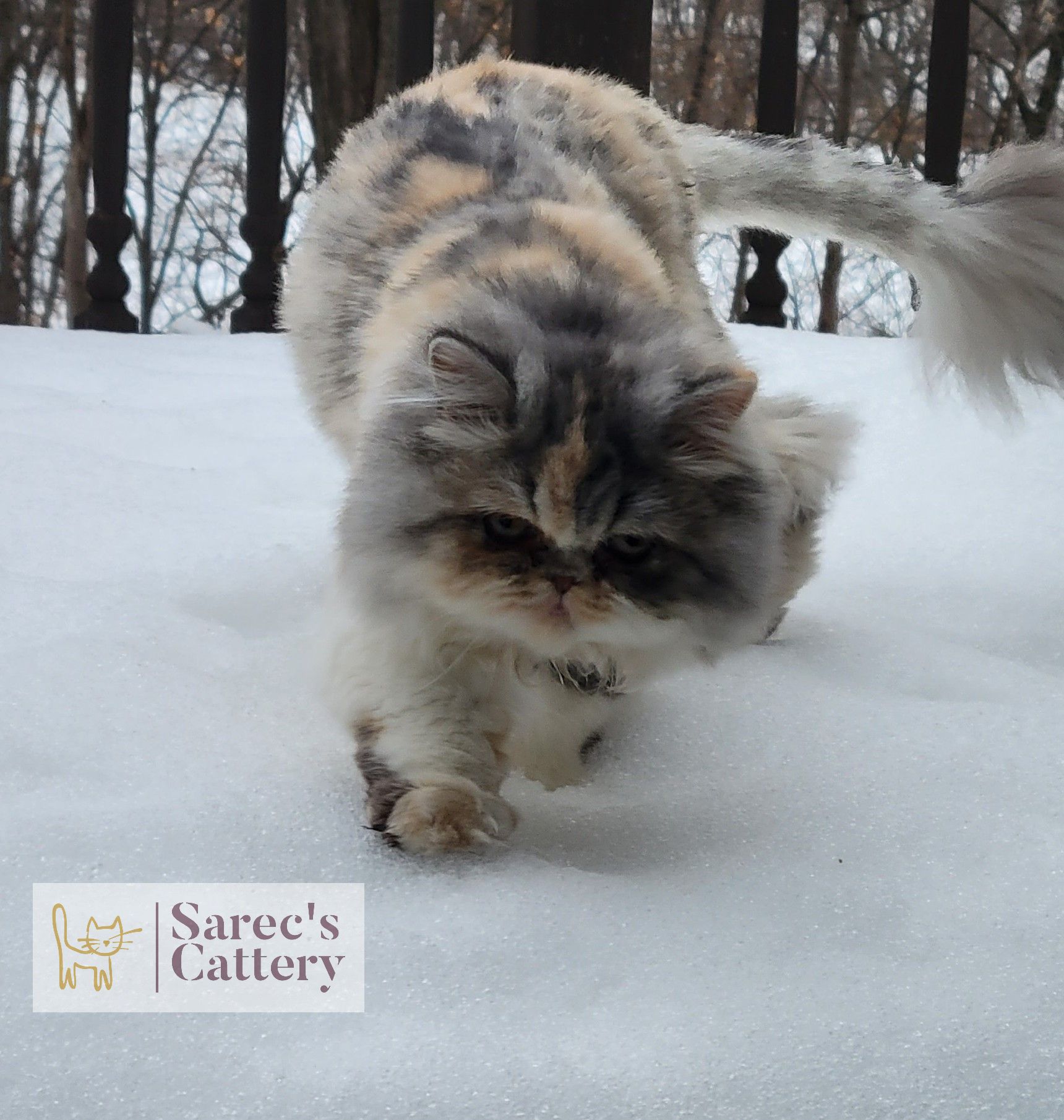 Persian queen testing out the snow