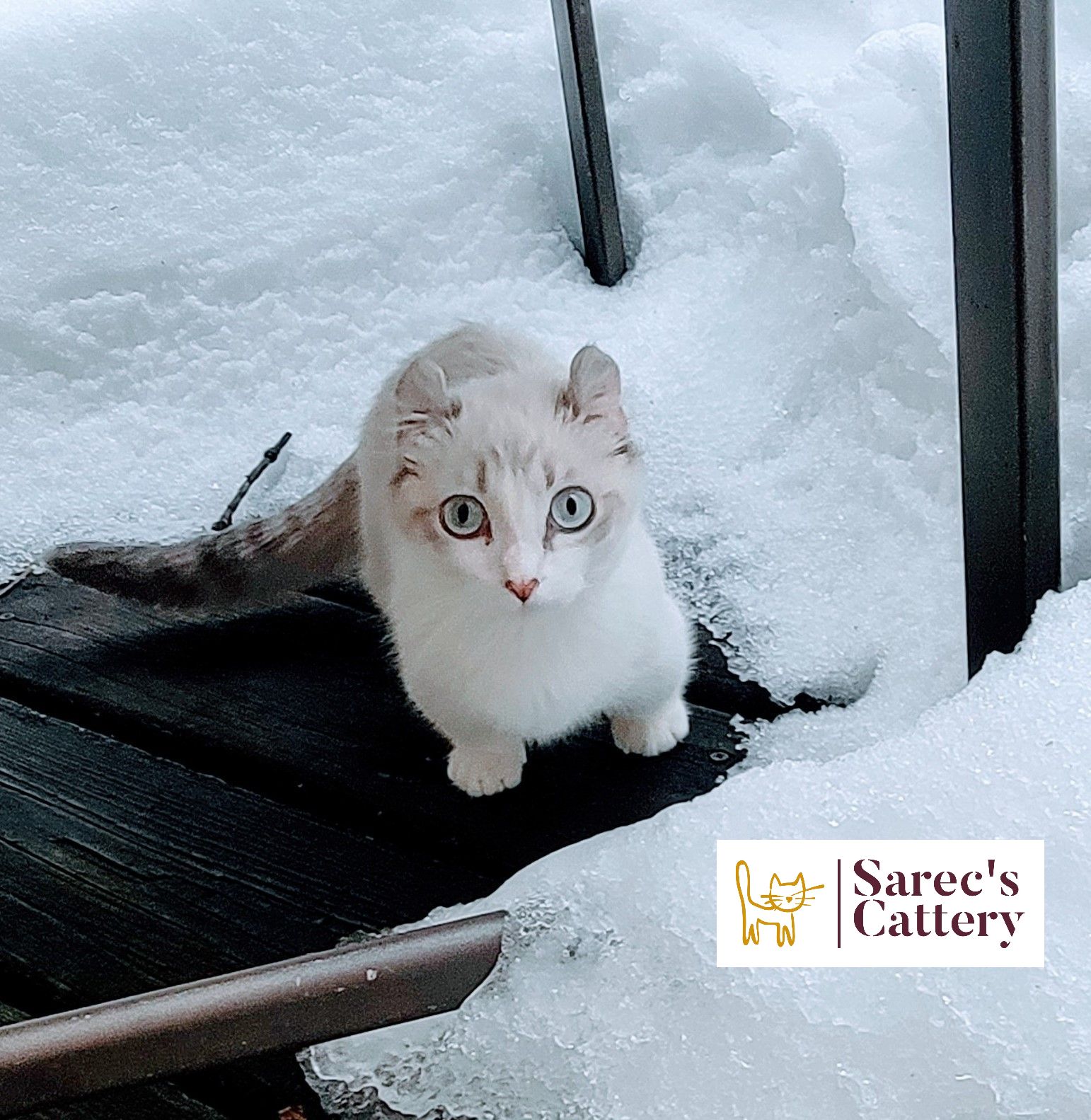 Kinkalow munchkin queen in the snow