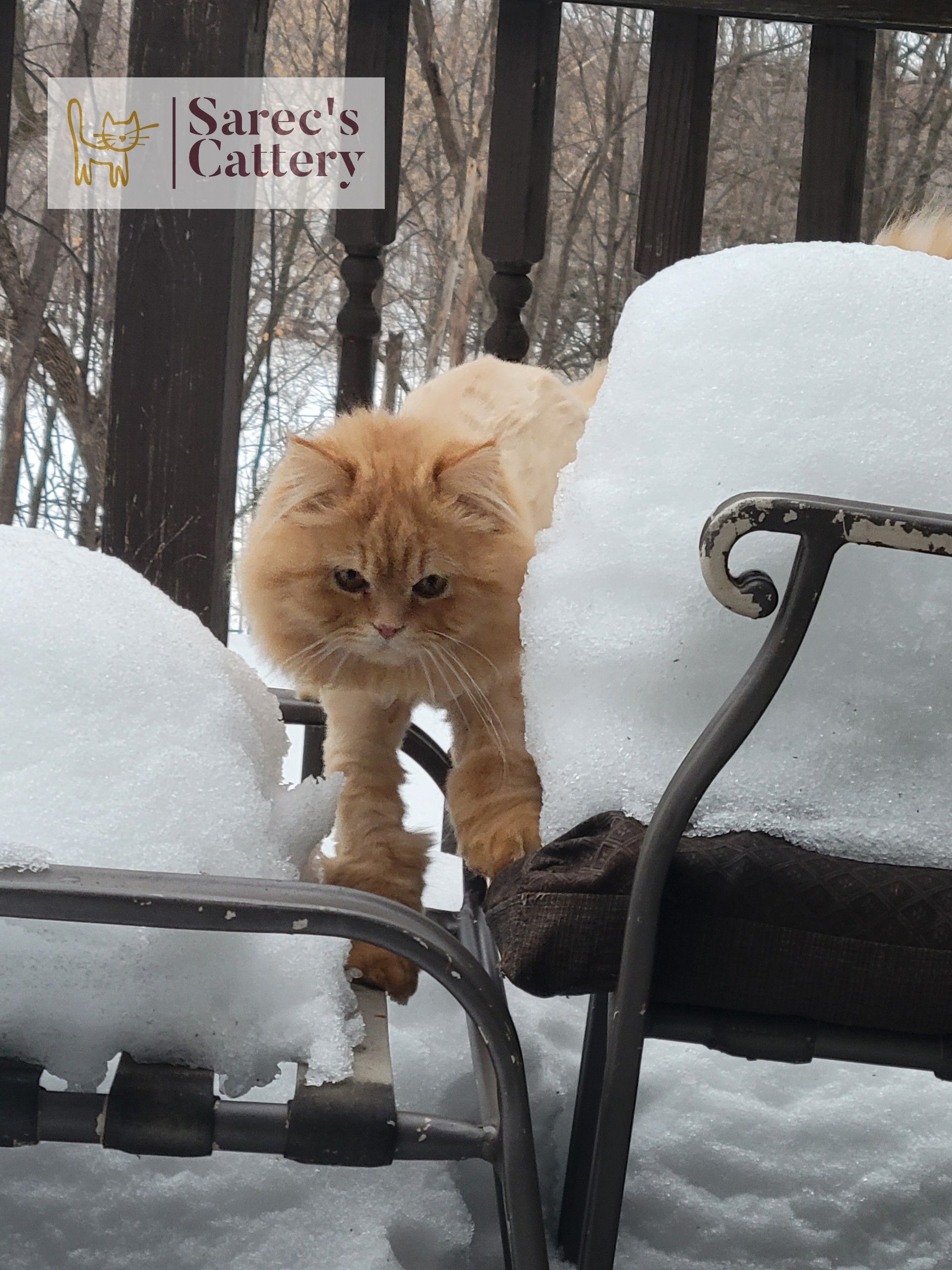 Black pointed sphynx male looking out the window