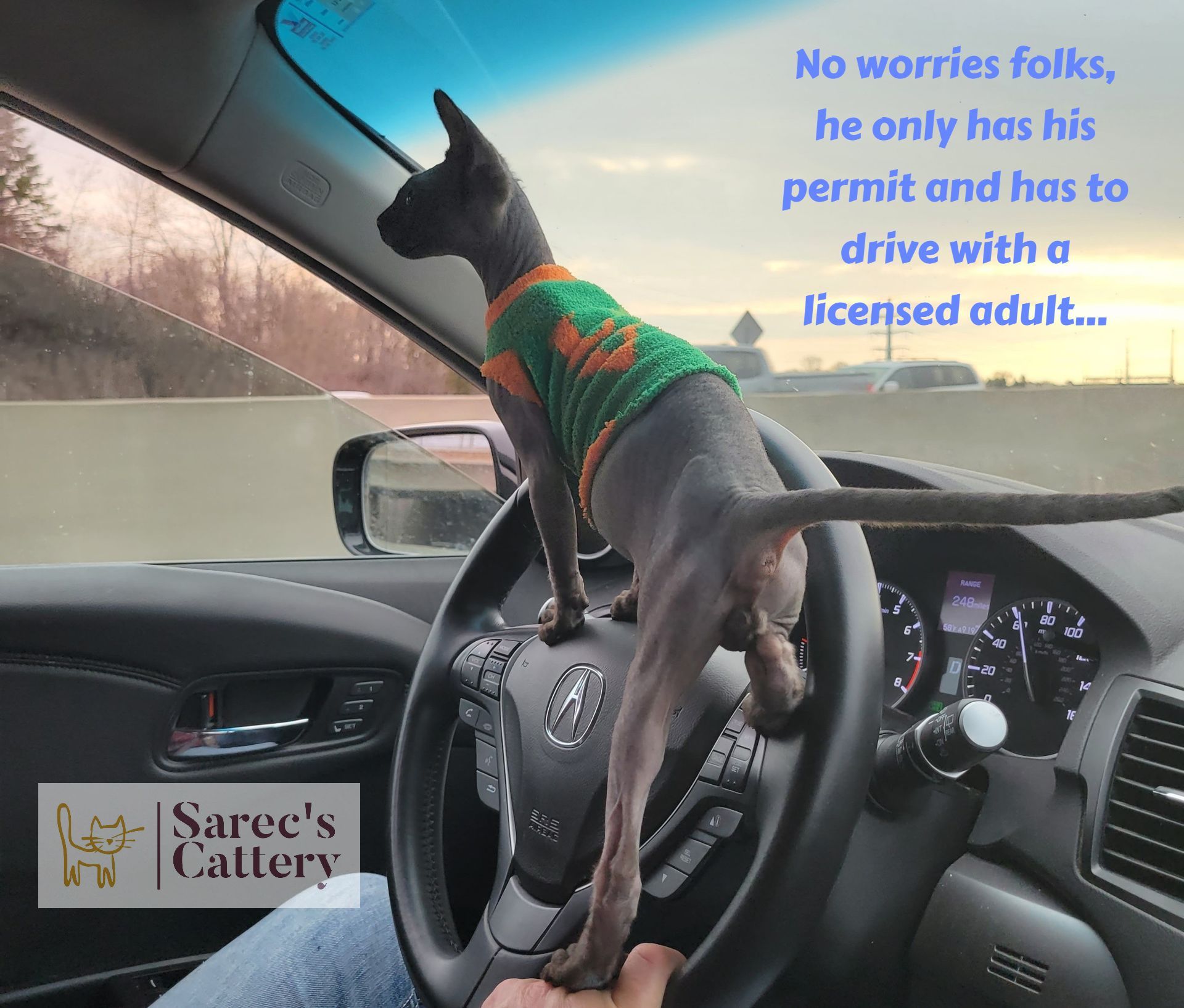 Sphynx kitten trying to drive