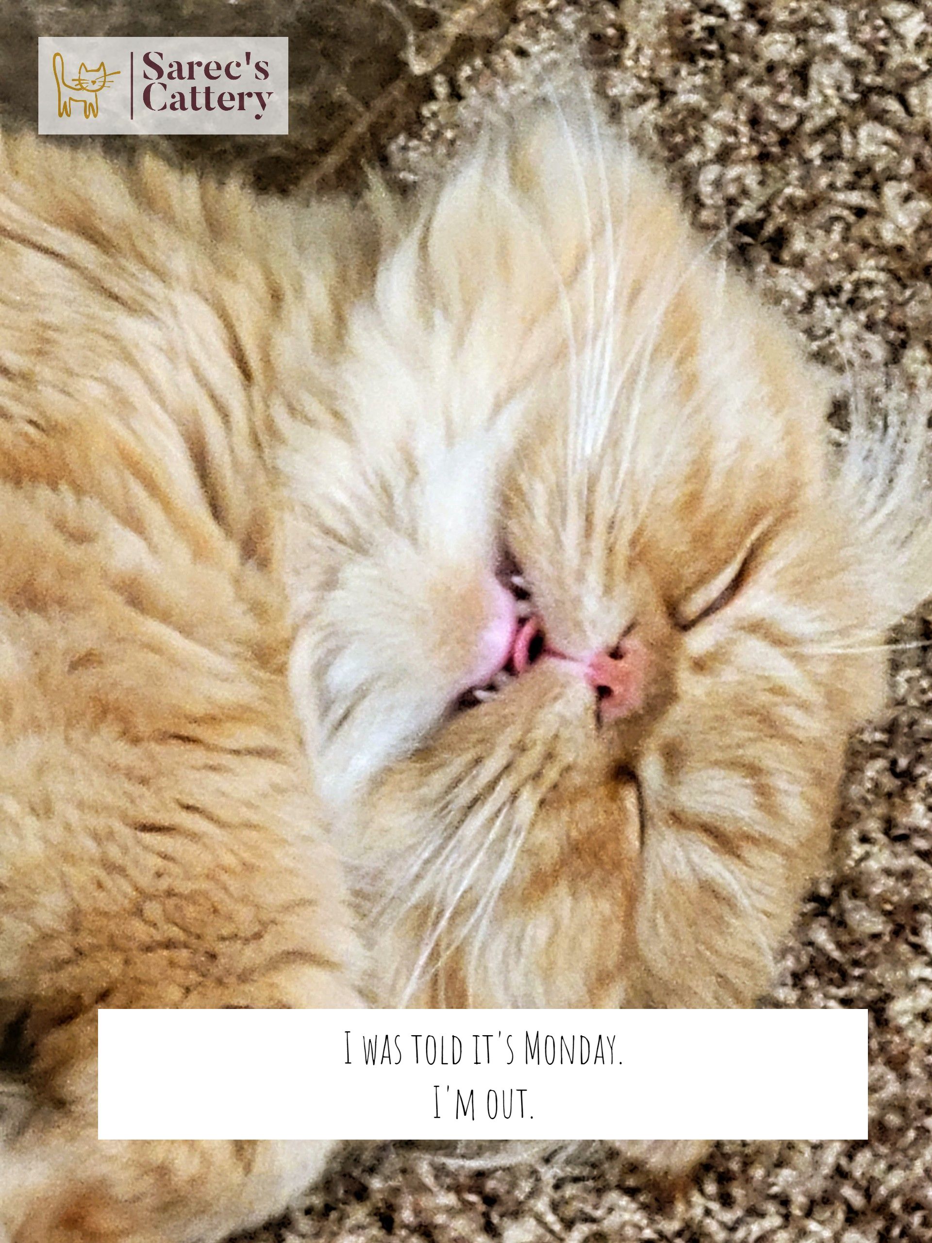 Sleeping Persian with teeth showing