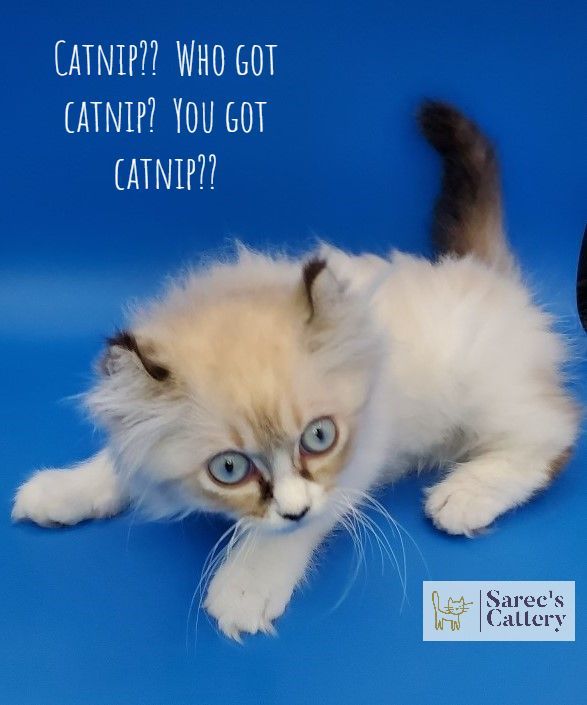 Ready to pounce kinkalow munchkin non-standard kitten