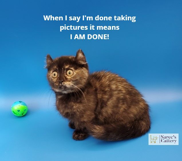 Surprised kinkalow kitten