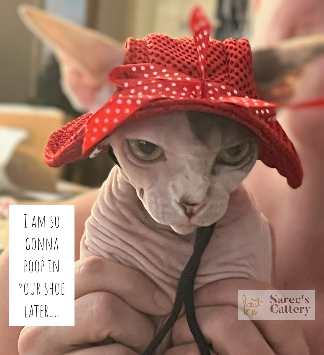 crabby Sphynx in a red sun hat