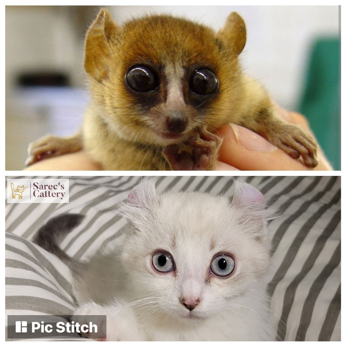 Compare of two pictures with big eyes kinkalow munchkin cat