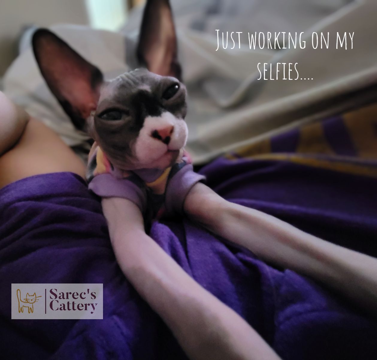 Sphynx cat trying to take a selfie