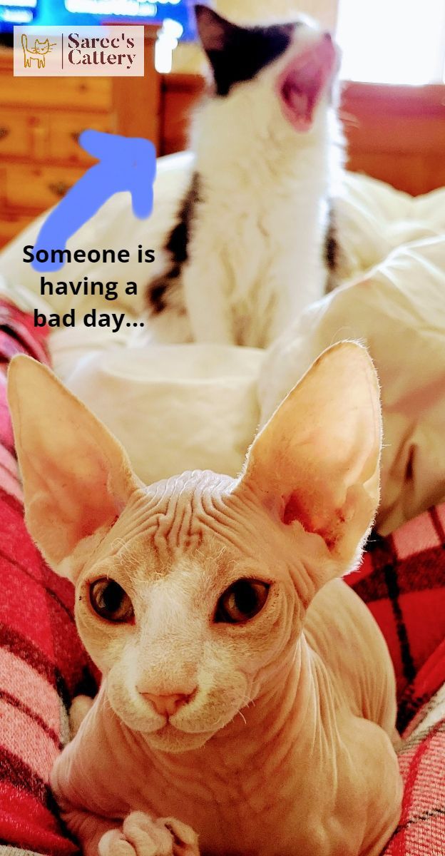 Sphynx cat with screaming cat in the background