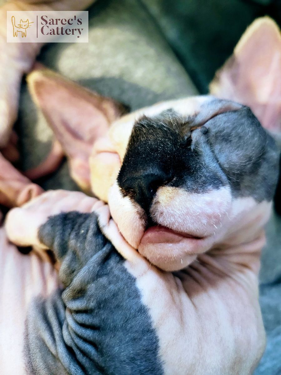 Sphynx female close up sleeping