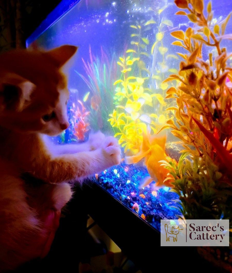 Kitten watching a fish tank