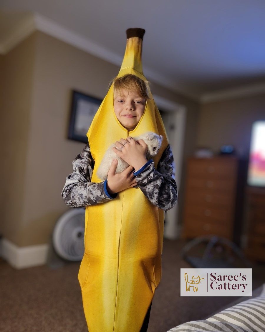 Child in a banana suit with a kitten