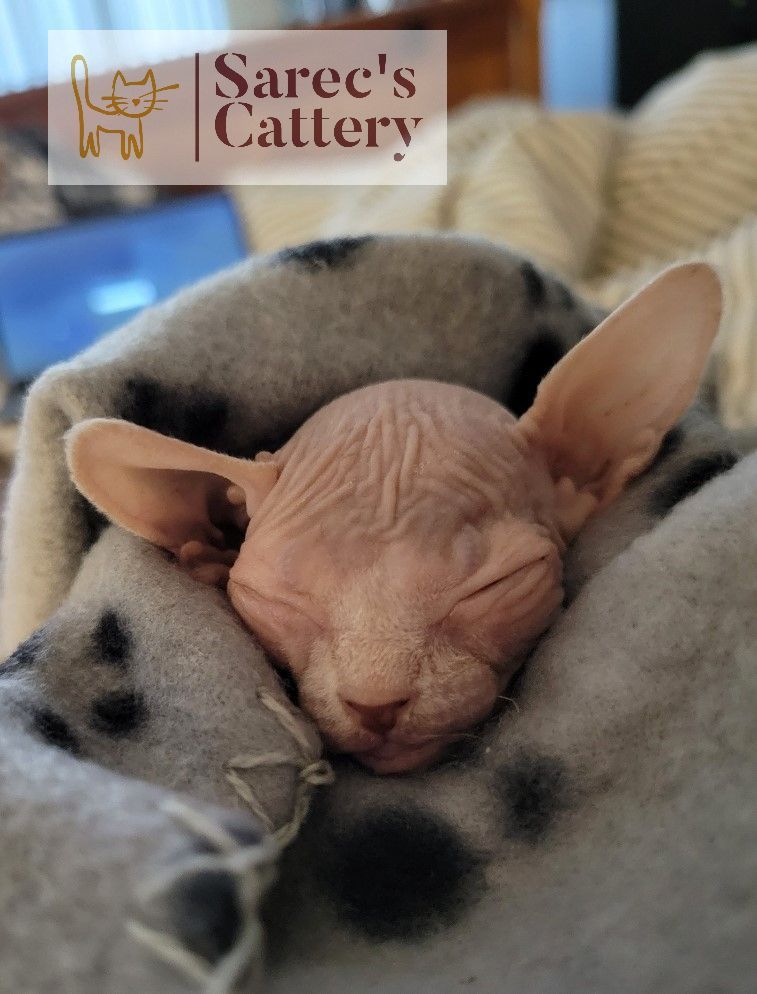 Sphynx kitten snuggled and  sleeping in blanket