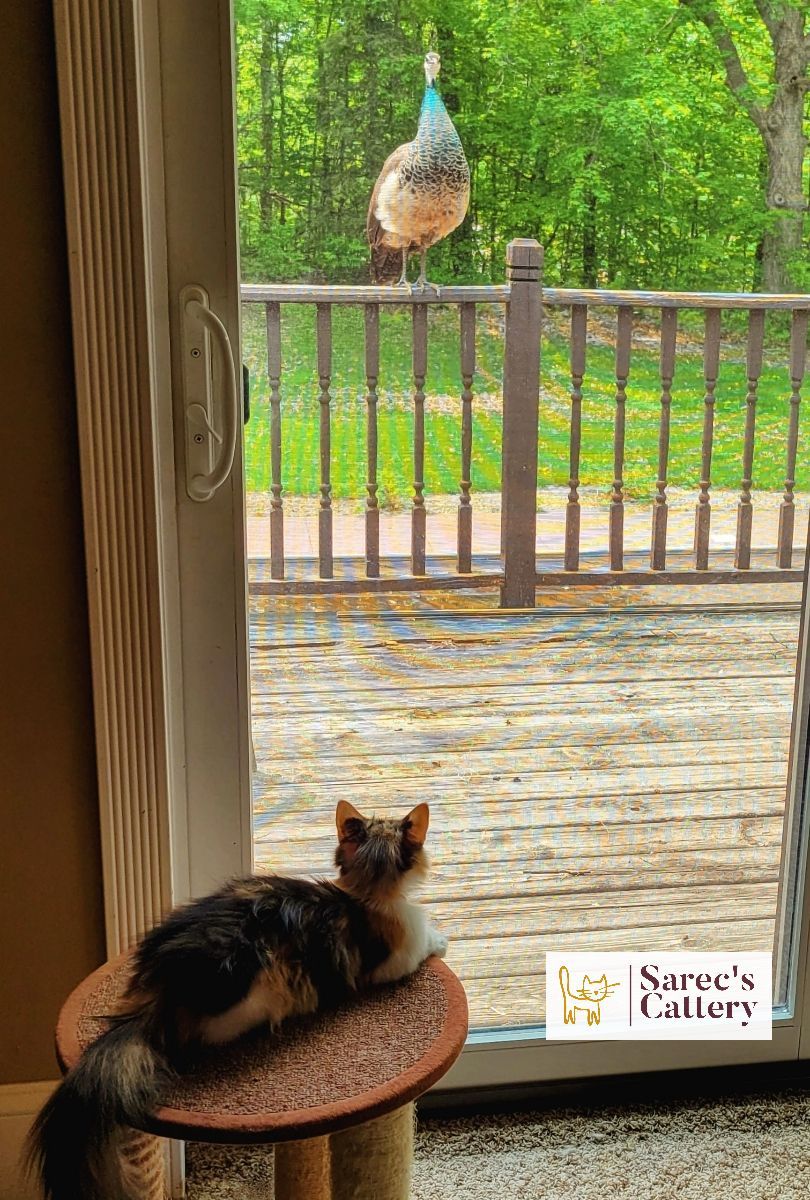 Minuet munchkin calico kitten looking a peacock