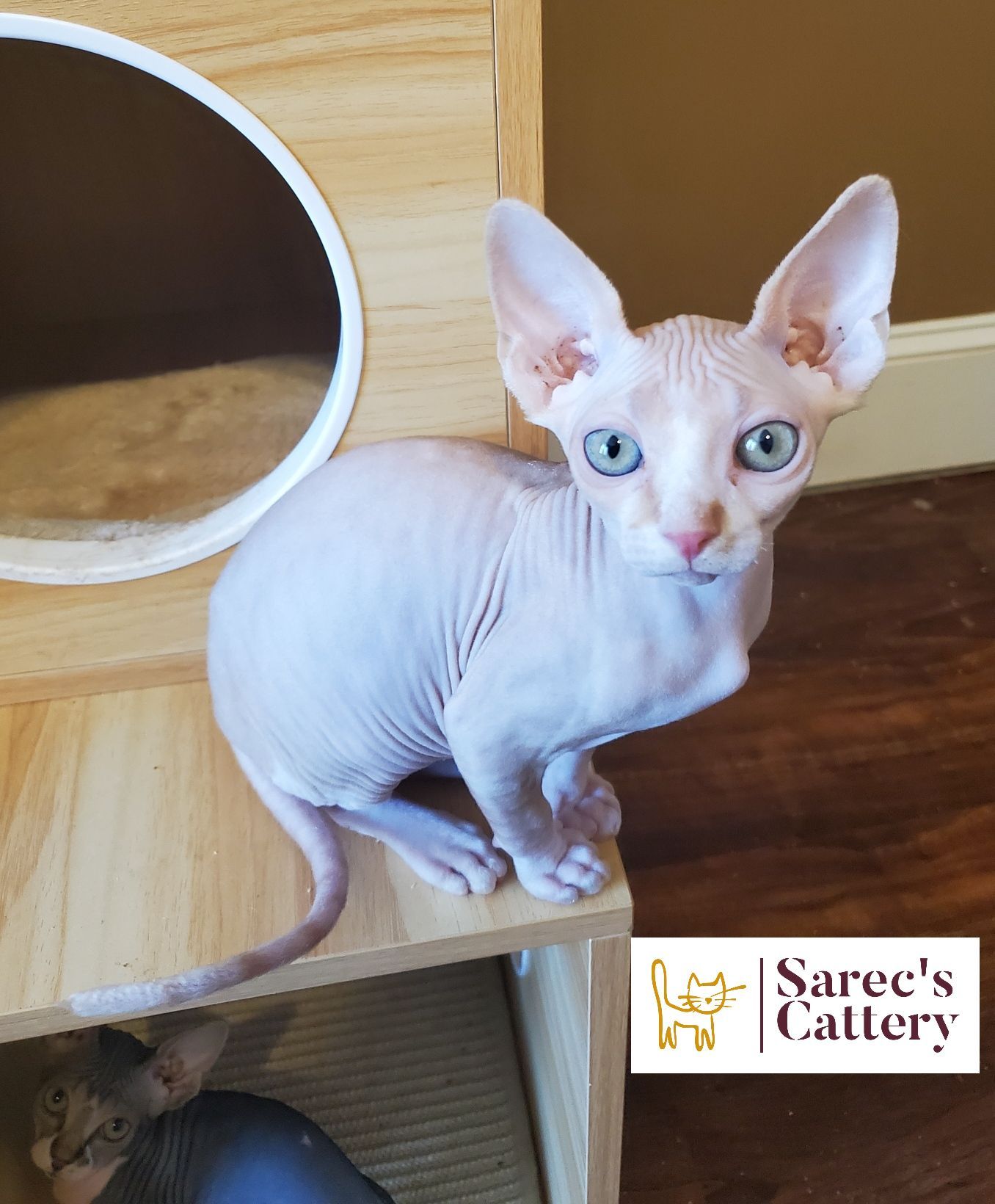 Red Sphynx male kitten on wood cat tree