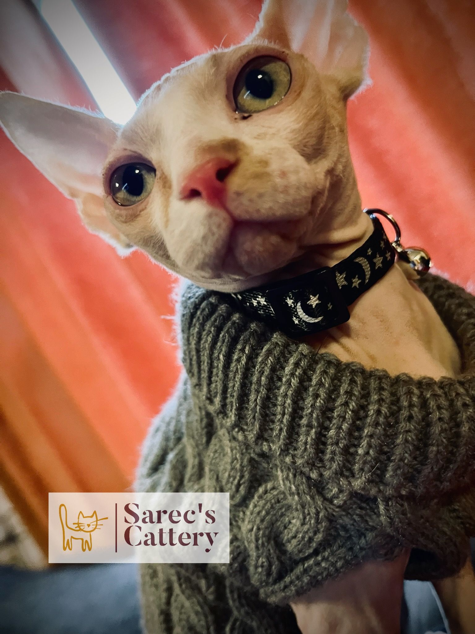 Male red Sphynx kitten in a green sweater