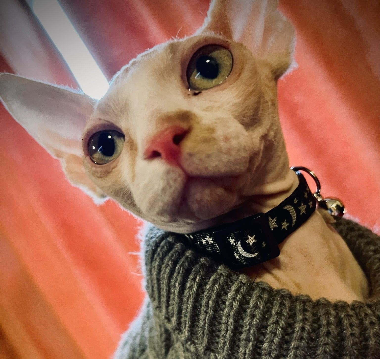 Bi-color red and white Sphynx kitten with collar and sweater