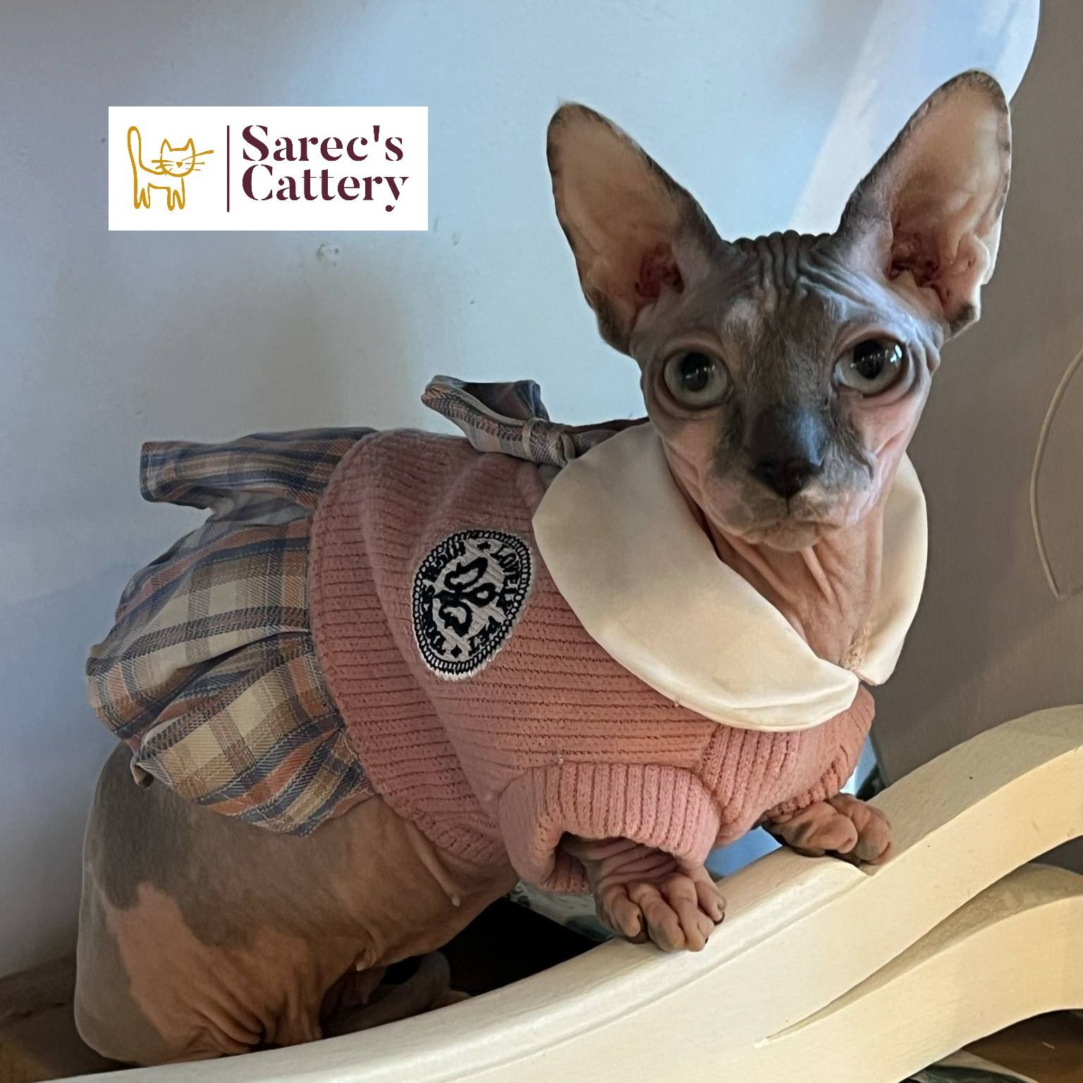 Blue-eyed mink Bambino Sphynx female in a pink and plaid dress.