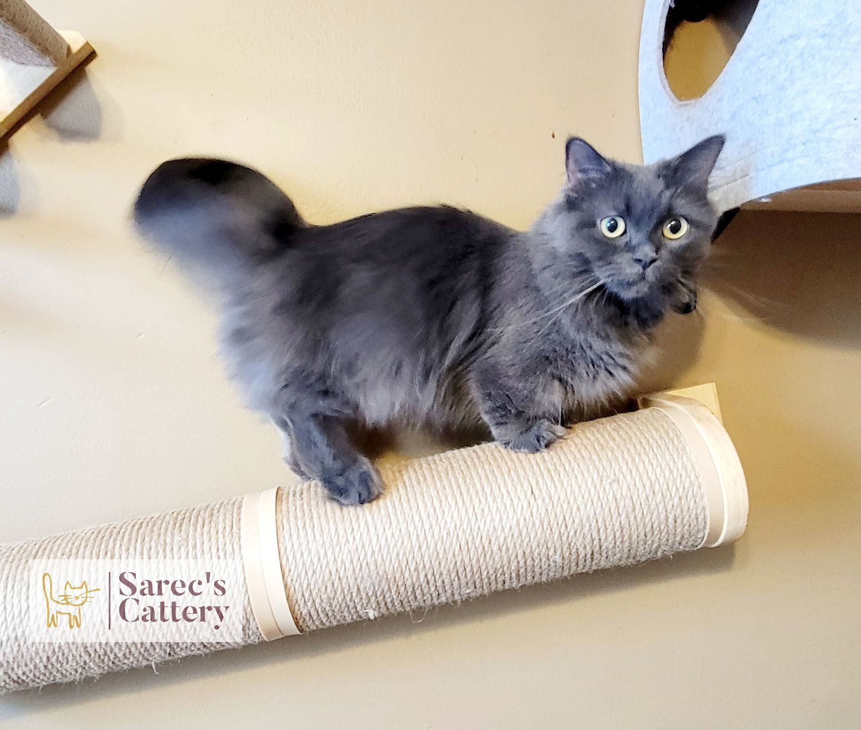 Minuet muchkin on a cat tree