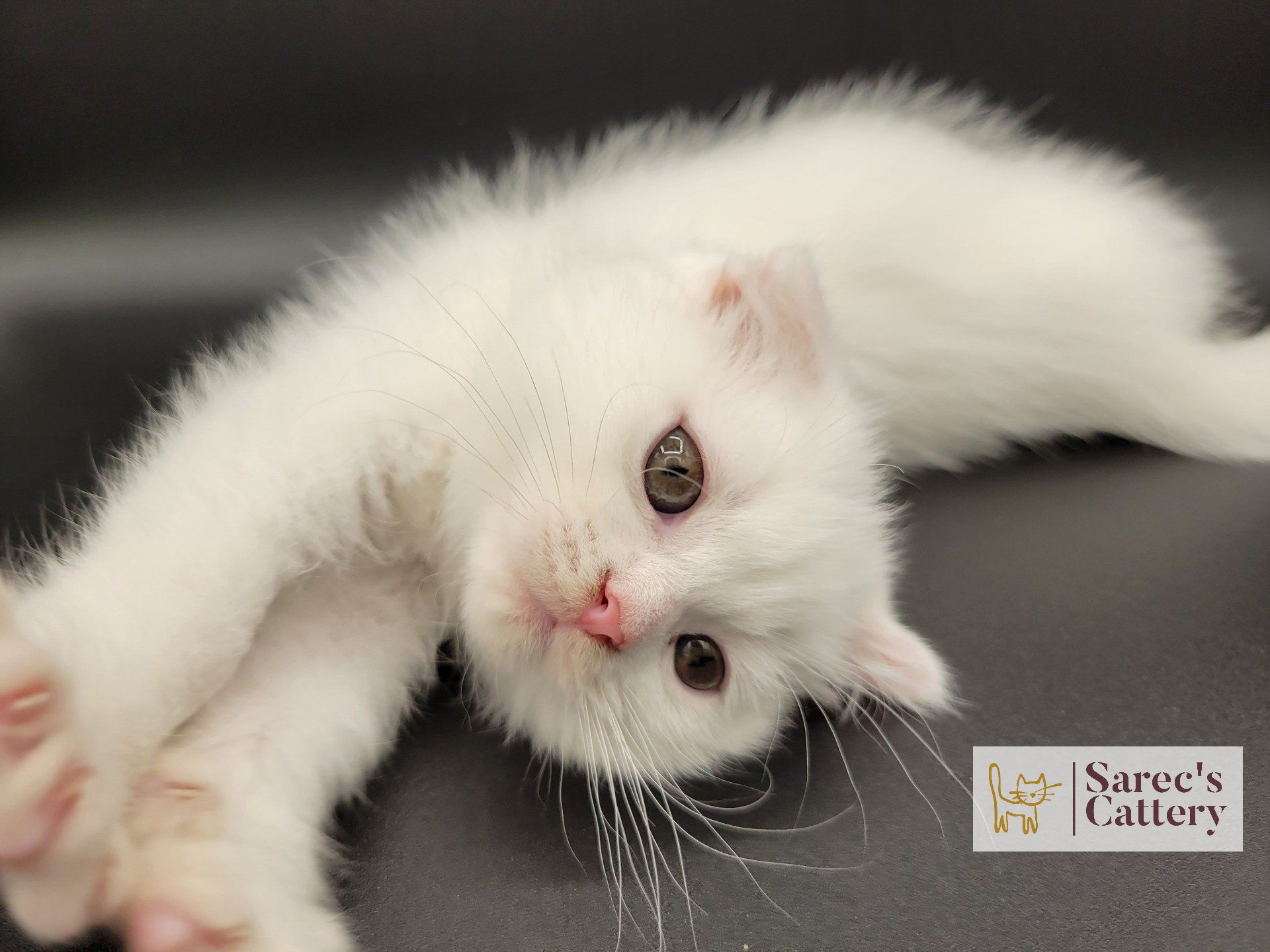 white Scottish fold kitten streching