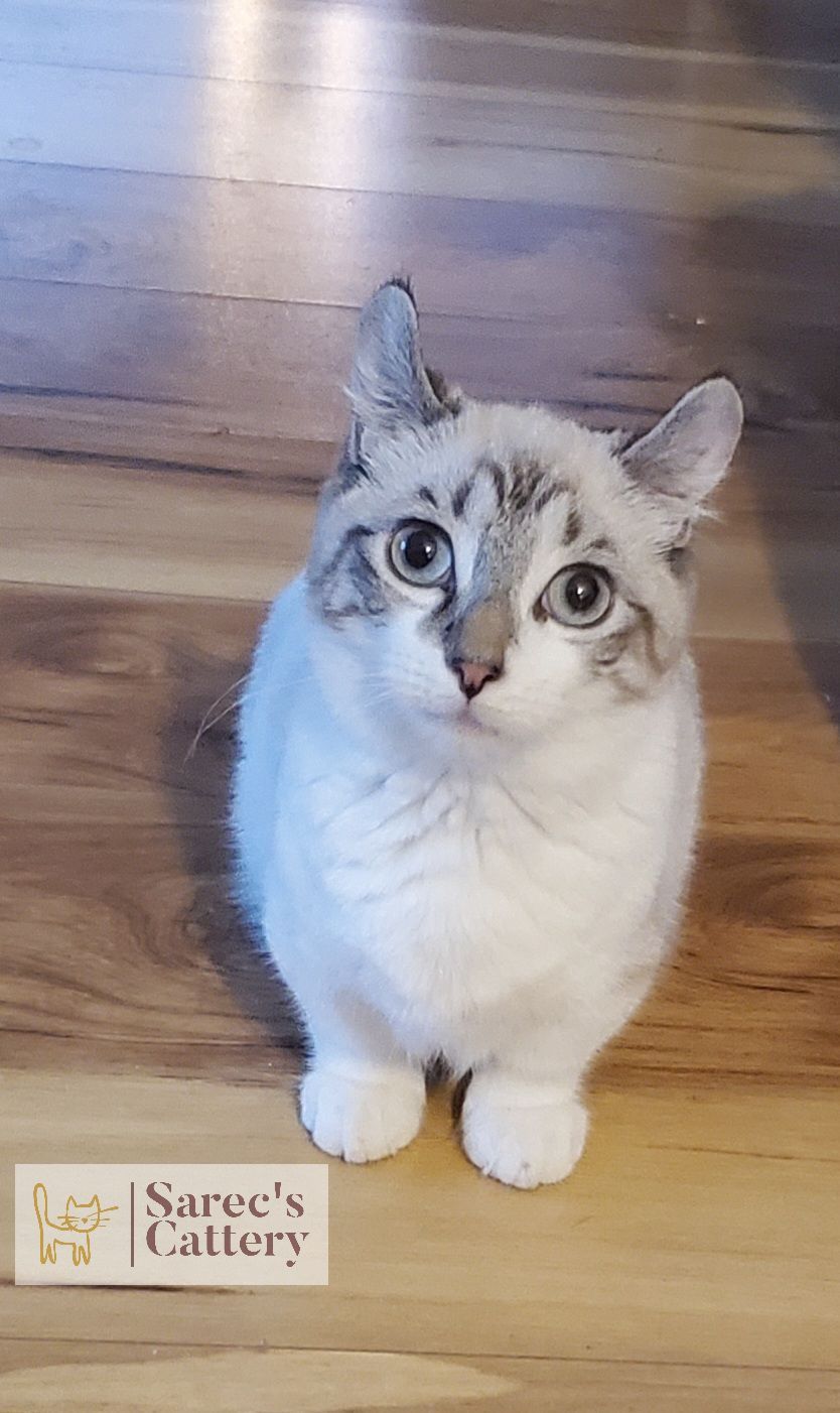 Female Queen Kinkalow with gray blue eyes