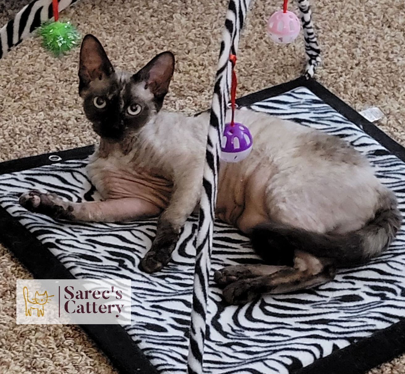 Devon rex coat Sphynx female playing with toys