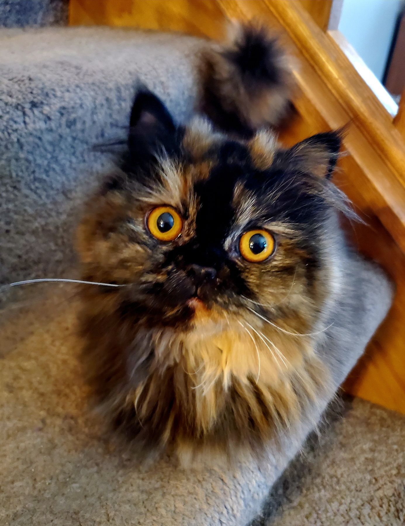 Smoke Tortishell queen cat on stairs