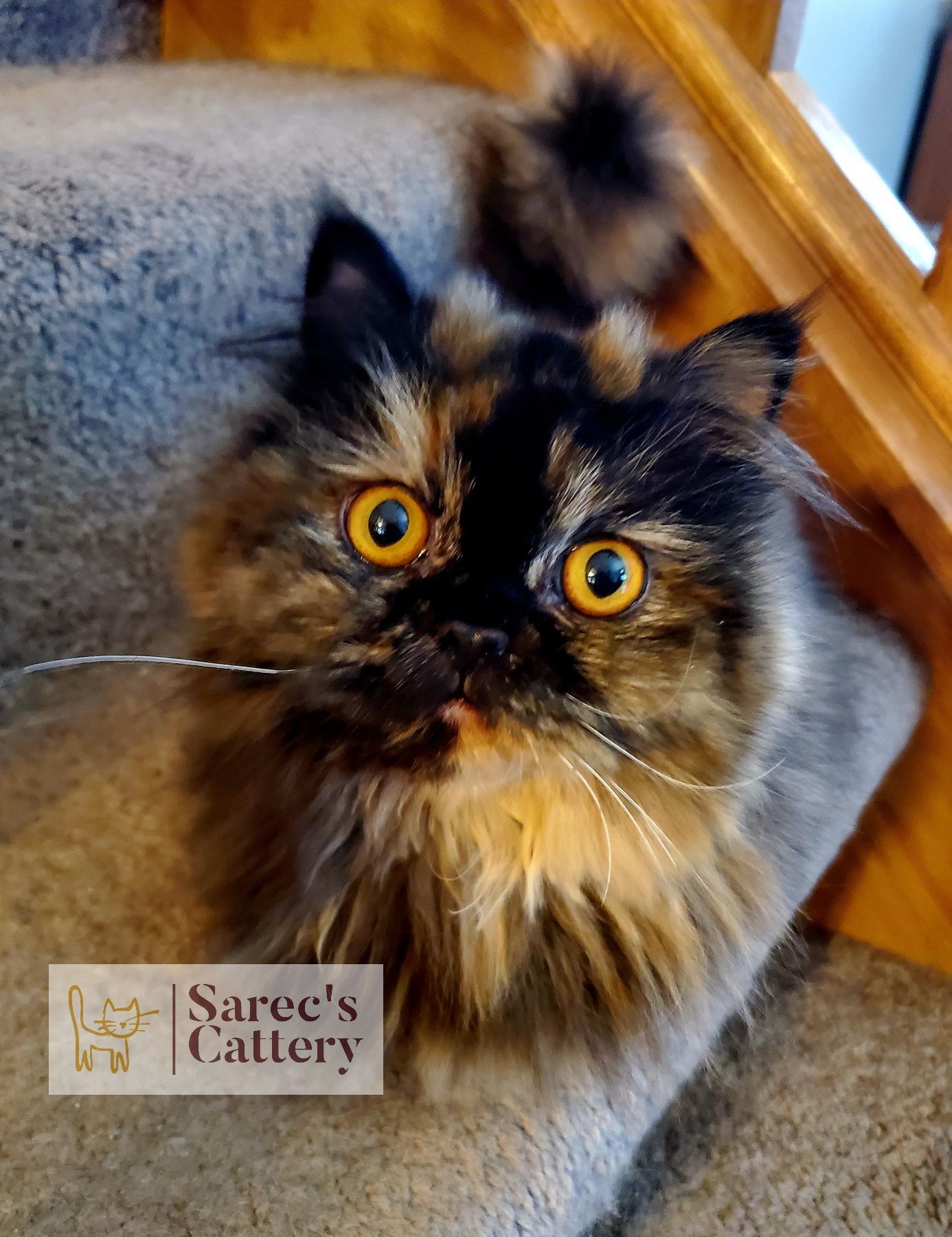 Female Queen Minuet Cat Tortie with bright amber eyes