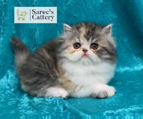 baby dilute calico kitten on teal background