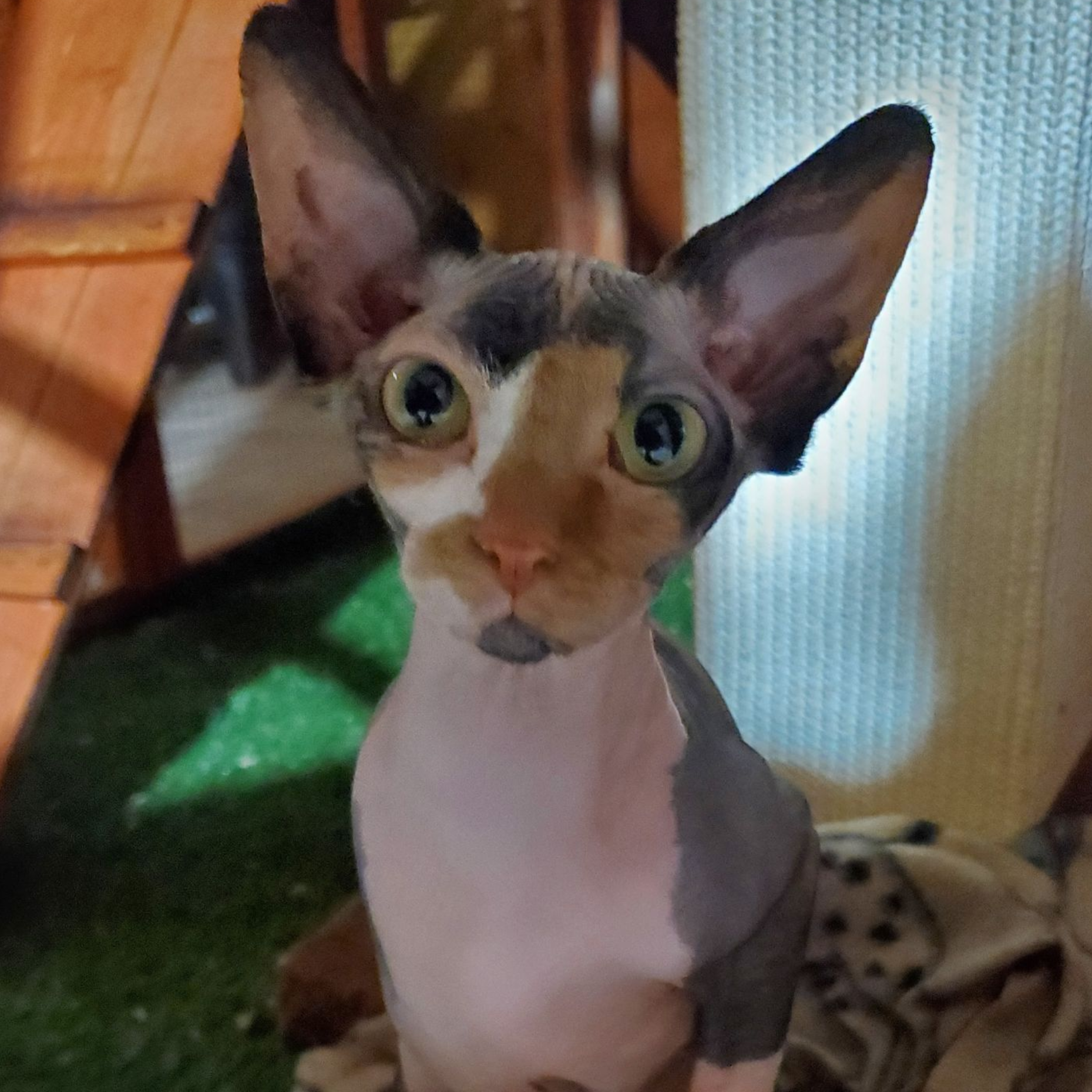 Sphynx female calico close up big eyes