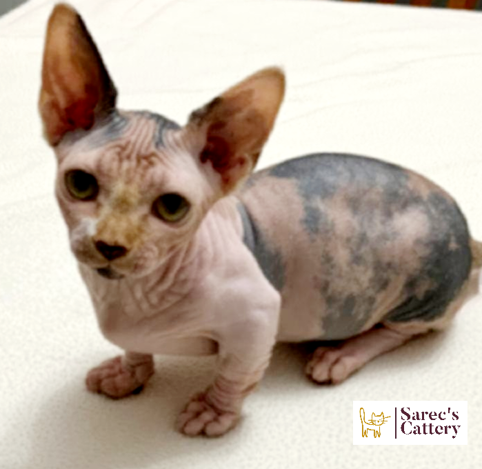 Sphynx female all ears