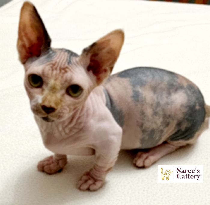 Bambino Sphynx female sitting on the floor