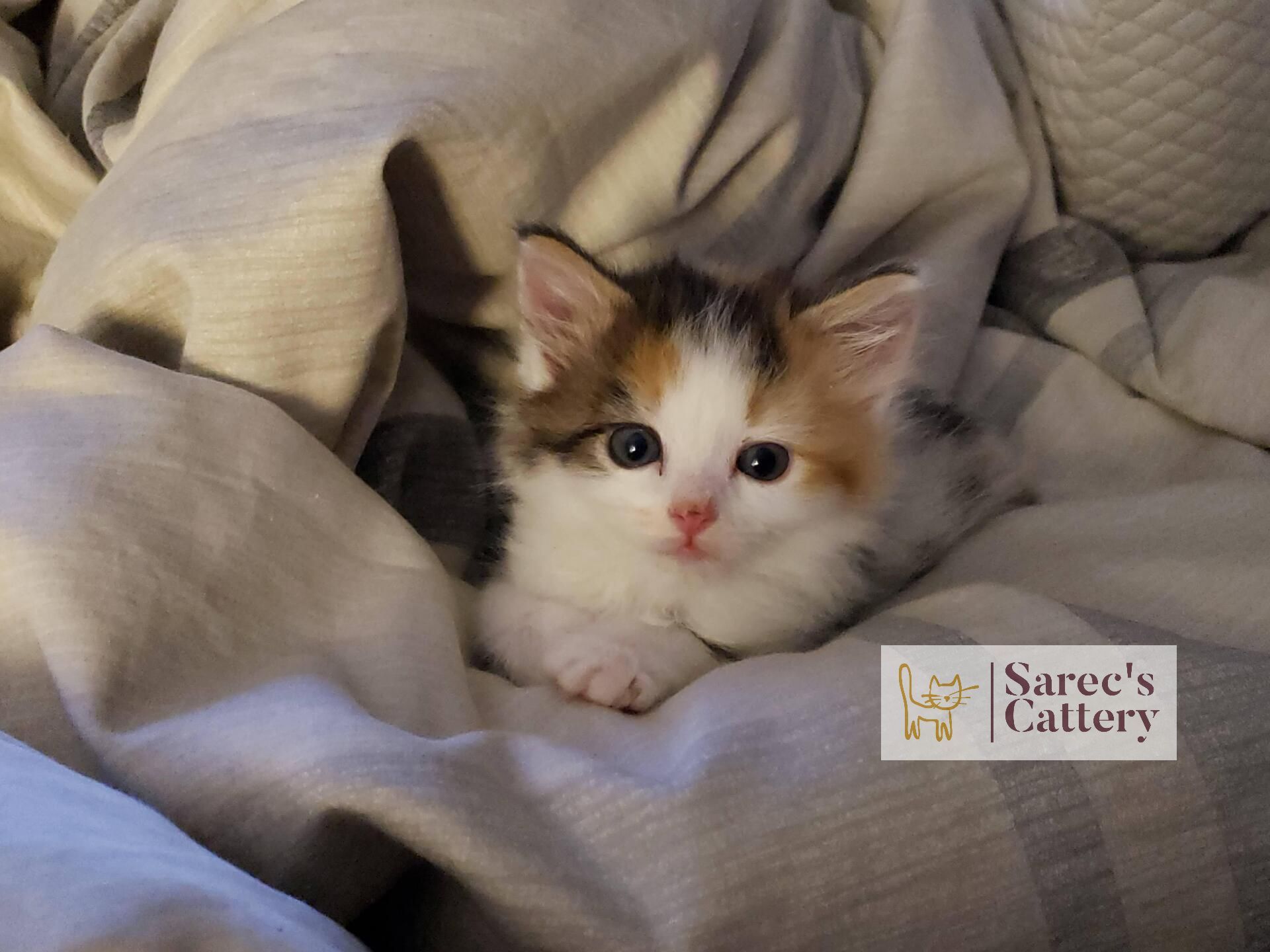 calico kitten in a blanket