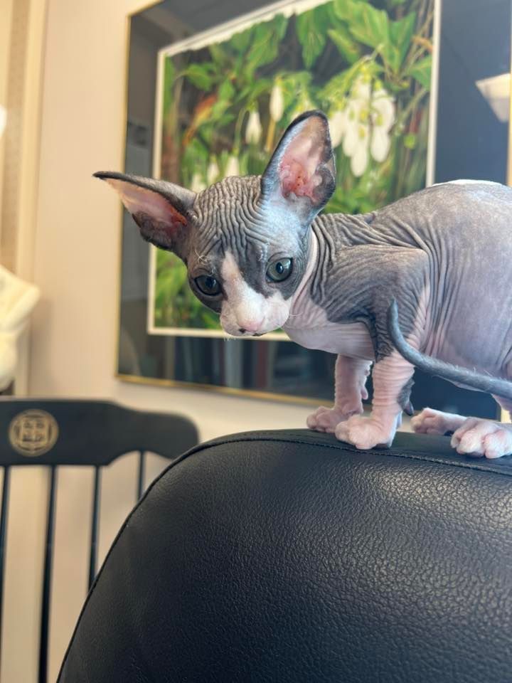 Sphynx kitten on back of couch