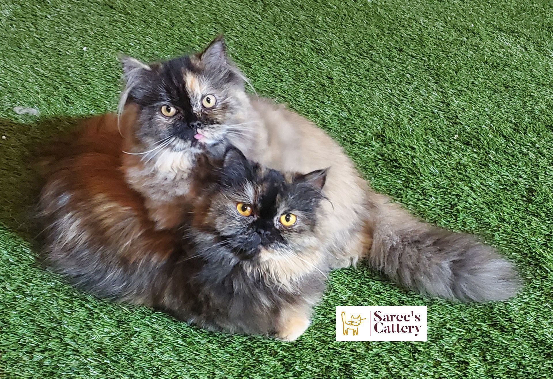 Mommy and daughter Minuet Persian munchkin kittens