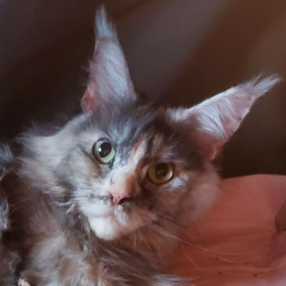 Female Maine Coon Sitting