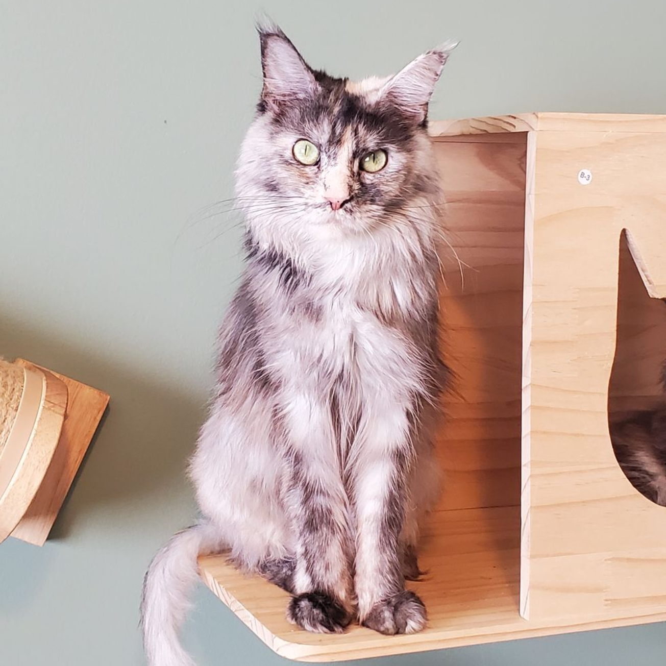 Female Maine Coon Sitting