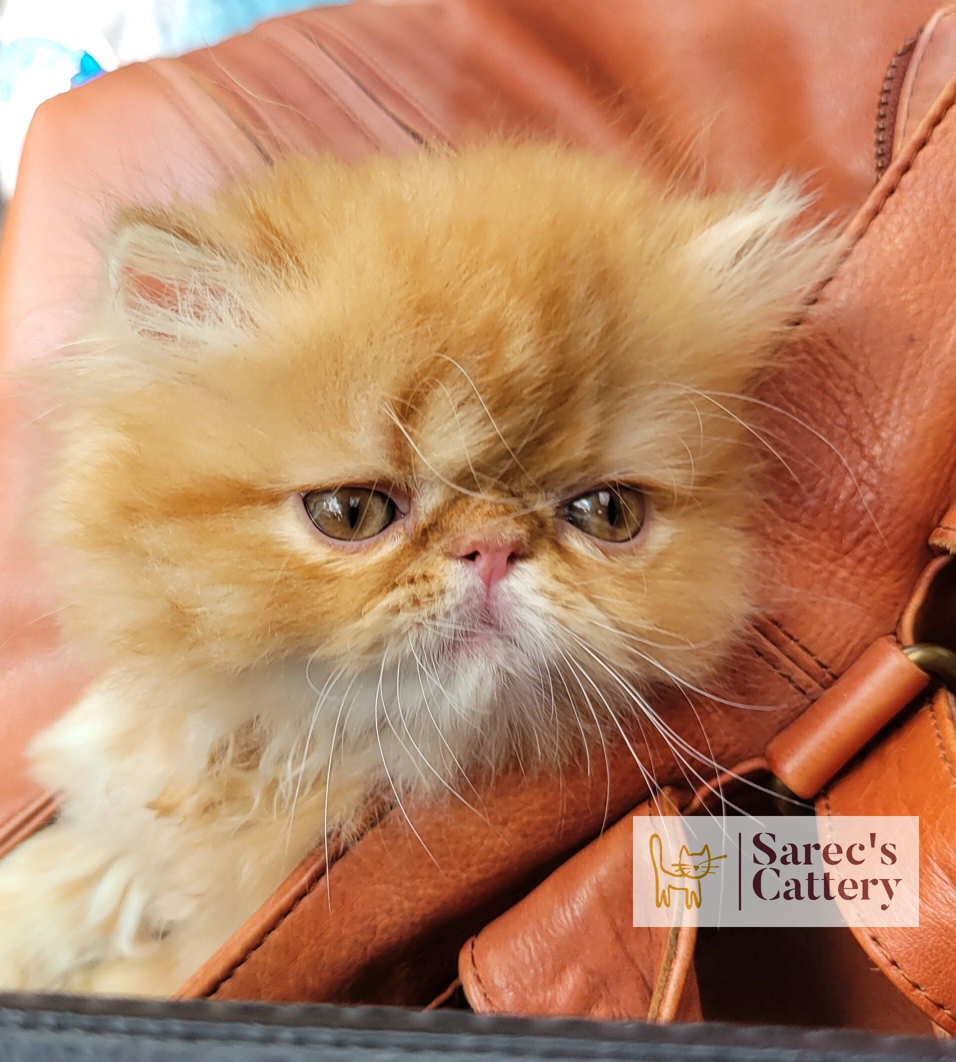 peke-faced orange male kitten Persian