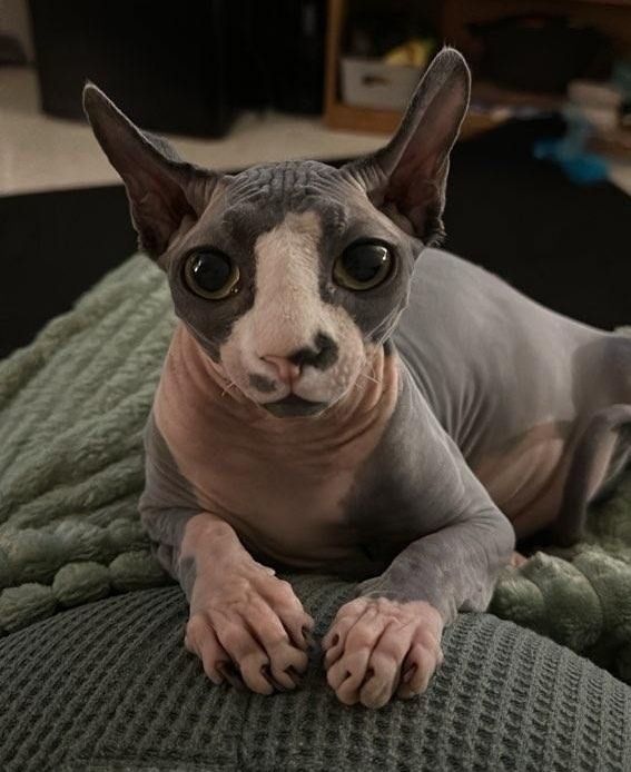 bi-color Sphynx kitten with paws stretched out