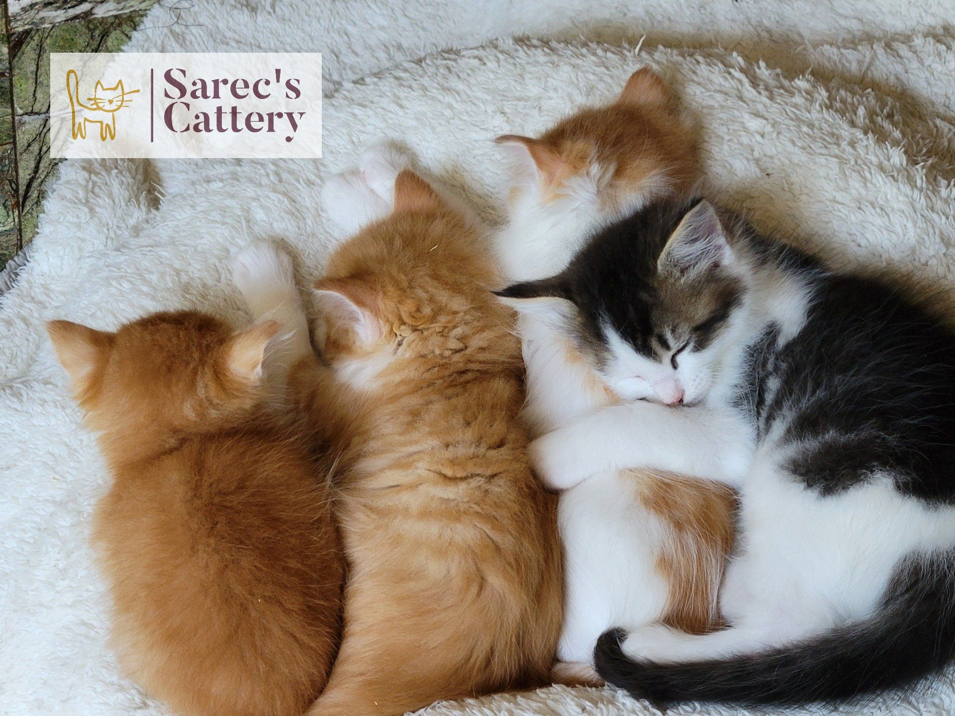 huddle group of baby kittens