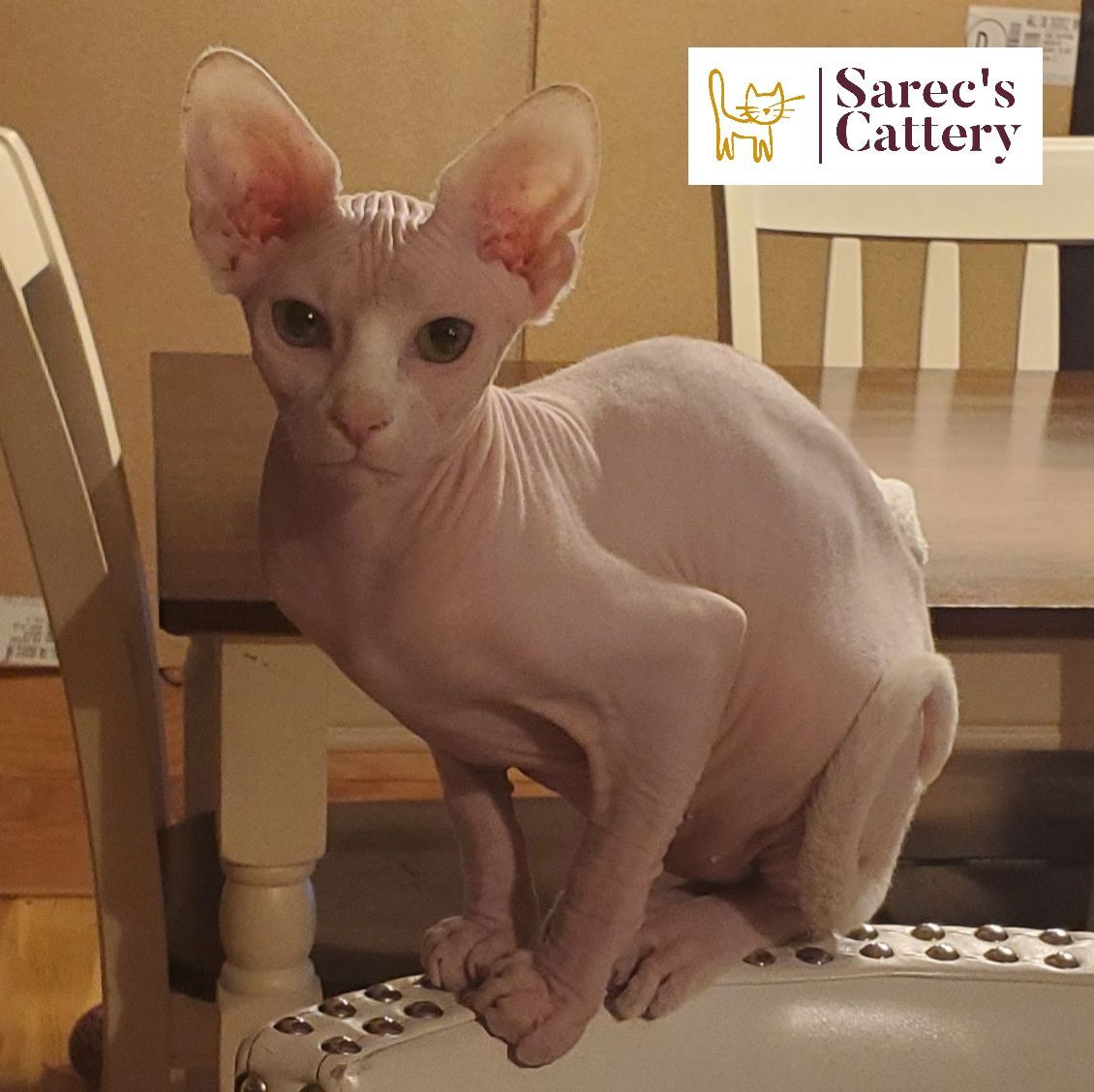 White Sphynx male sitting on edge of chair