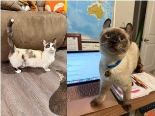 Kinkalow female and male American Curl kitten