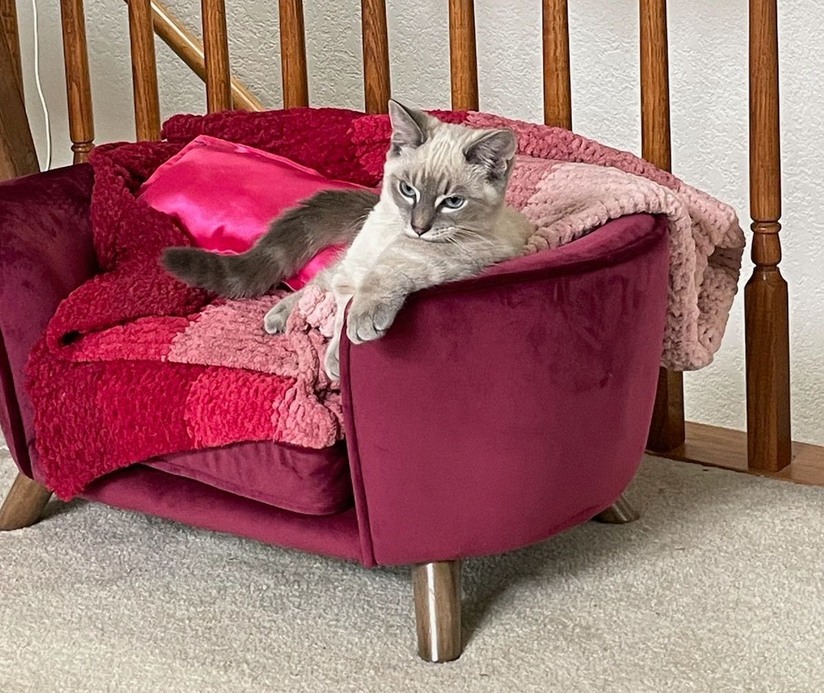 Kinkalow blue-pointed kitten on couch