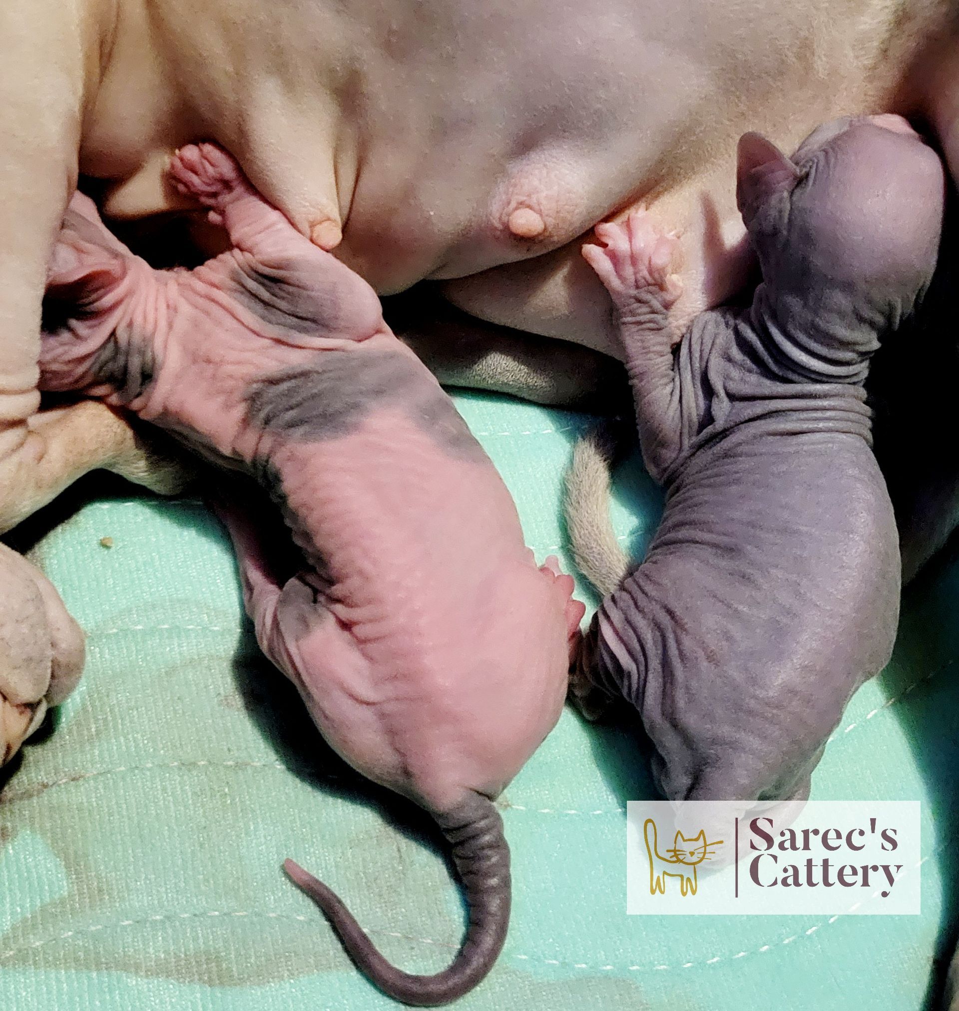 baby Sphynx nursing on mom