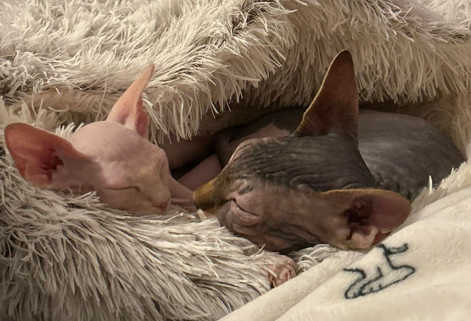 Sphynx cats snuggling