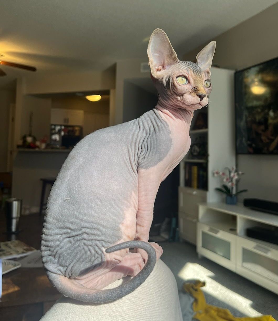 Bi-color Sphynx sitting on arm of couch