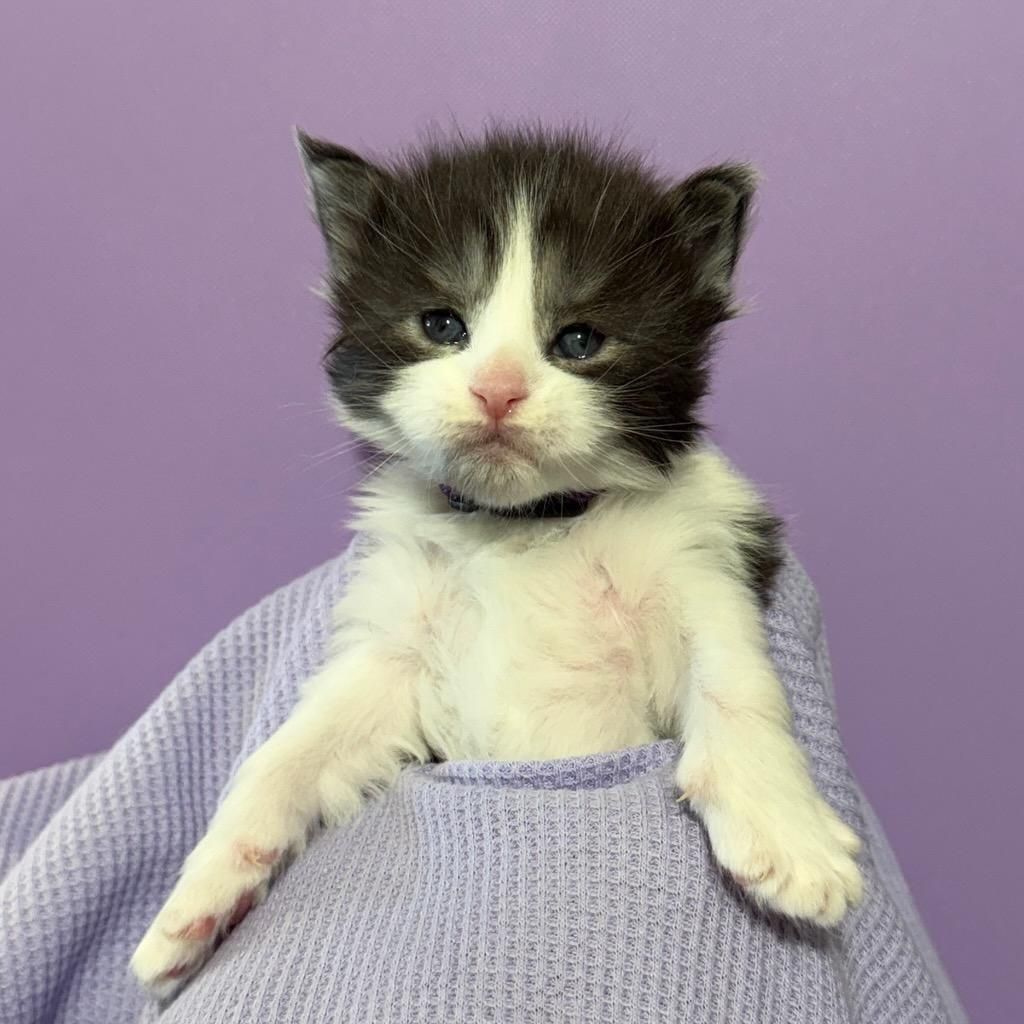 Female Black Smoke w/White Maine Coon kitten named Maddie